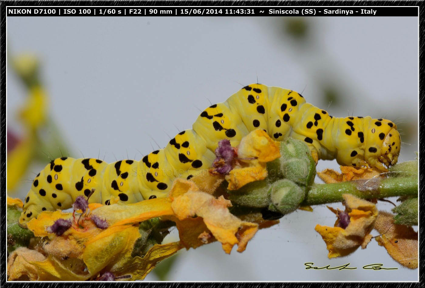 Noctuidae,  Cucullia (Shargacucullia) lychnitis